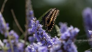 Preview wallpaper butterfly, flowers, macro, spring