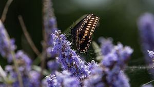 Preview wallpaper butterfly, flowers, macro, spring