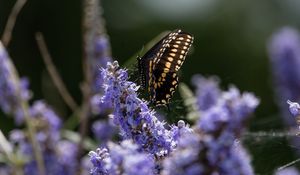 Preview wallpaper butterfly, flowers, macro, spring