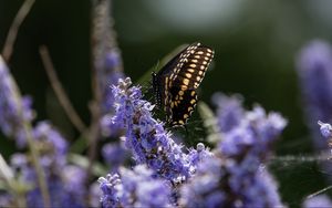 Preview wallpaper butterfly, flowers, macro, spring