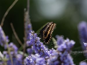 Preview wallpaper butterfly, flowers, macro, spring