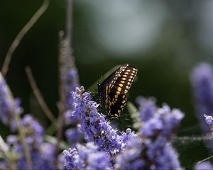 Preview wallpaper butterfly, flowers, macro, spring