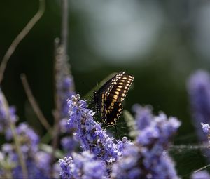 Preview wallpaper butterfly, flowers, macro, spring