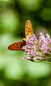 Preview wallpaper butterfly, flowers, macro, blur