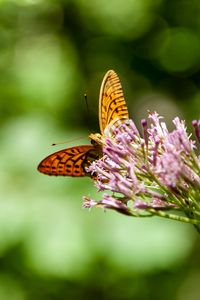 Preview wallpaper butterfly, flowers, macro, blur