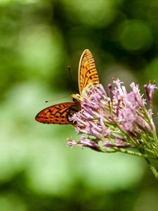 Preview wallpaper butterfly, flowers, macro, blur