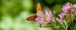 Preview wallpaper butterfly, flowers, macro, blur