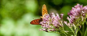 Preview wallpaper butterfly, flowers, macro, blur