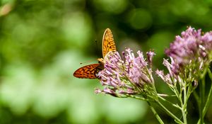 Preview wallpaper butterfly, flowers, macro, blur