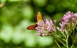 Preview wallpaper butterfly, flowers, macro, blur