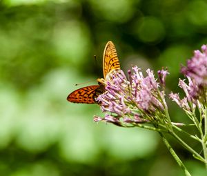 Preview wallpaper butterfly, flowers, macro, blur