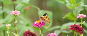 Preview wallpaper butterfly, flowers, marigolds, macro