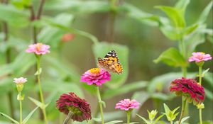 Preview wallpaper butterfly, flowers, marigolds, macro