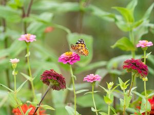 Preview wallpaper butterfly, flowers, marigolds, macro