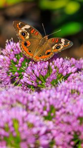 Preview wallpaper butterfly, flowers, nature, macro, summer