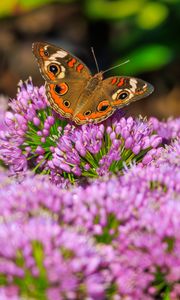 Preview wallpaper butterfly, flowers, nature, macro, summer