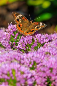 Preview wallpaper butterfly, flowers, nature, macro, summer