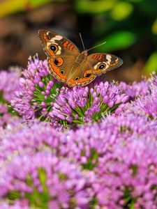 Preview wallpaper butterfly, flowers, nature, macro, summer