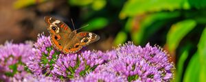 Preview wallpaper butterfly, flowers, nature, macro, summer