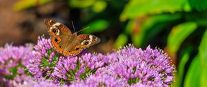 Preview wallpaper butterfly, flowers, nature, macro, summer