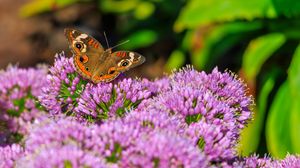 Preview wallpaper butterfly, flowers, nature, macro, summer