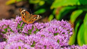 Preview wallpaper butterfly, flowers, nature, macro, summer