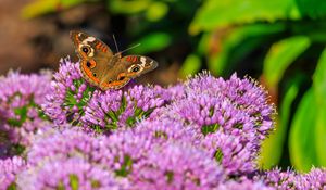 Preview wallpaper butterfly, flowers, nature, macro, summer