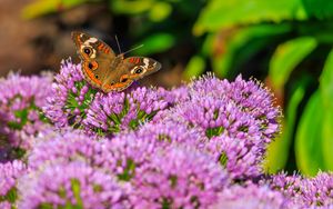 Preview wallpaper butterfly, flowers, nature, macro, summer