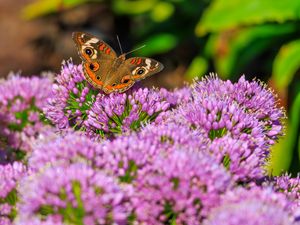Preview wallpaper butterfly, flowers, nature, macro, summer