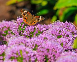 Preview wallpaper butterfly, flowers, nature, macro, summer