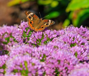 Preview wallpaper butterfly, flowers, nature, macro, summer