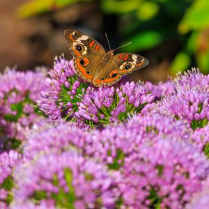 Preview wallpaper butterfly, flowers, nature, macro, summer