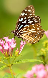 Preview wallpaper butterfly, flowers, patterns, wings