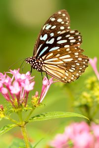 Preview wallpaper butterfly, flowers, patterns, wings