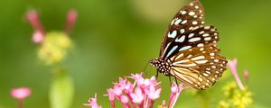 Preview wallpaper butterfly, flowers, patterns, wings