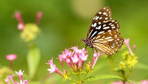 Preview wallpaper butterfly, flowers, patterns, wings