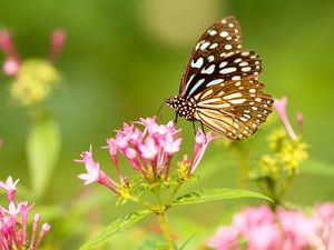 Preview wallpaper butterfly, flowers, patterns, wings