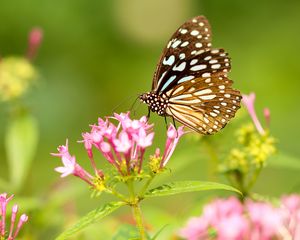 Preview wallpaper butterfly, flowers, patterns, wings
