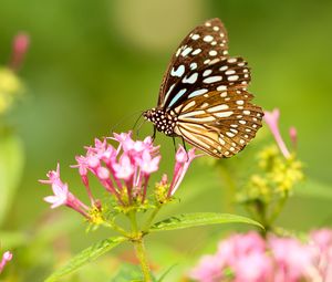 Preview wallpaper butterfly, flowers, patterns, wings