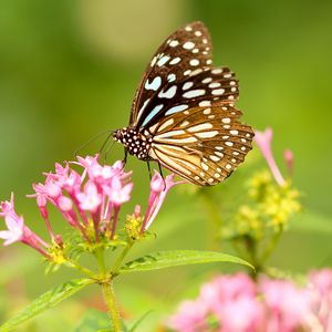 Preview wallpaper butterfly, flowers, patterns, wings