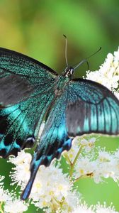 Preview wallpaper butterfly, flowers, patterns, wings