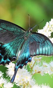 Preview wallpaper butterfly, flowers, patterns, wings