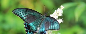 Preview wallpaper butterfly, flowers, patterns, wings