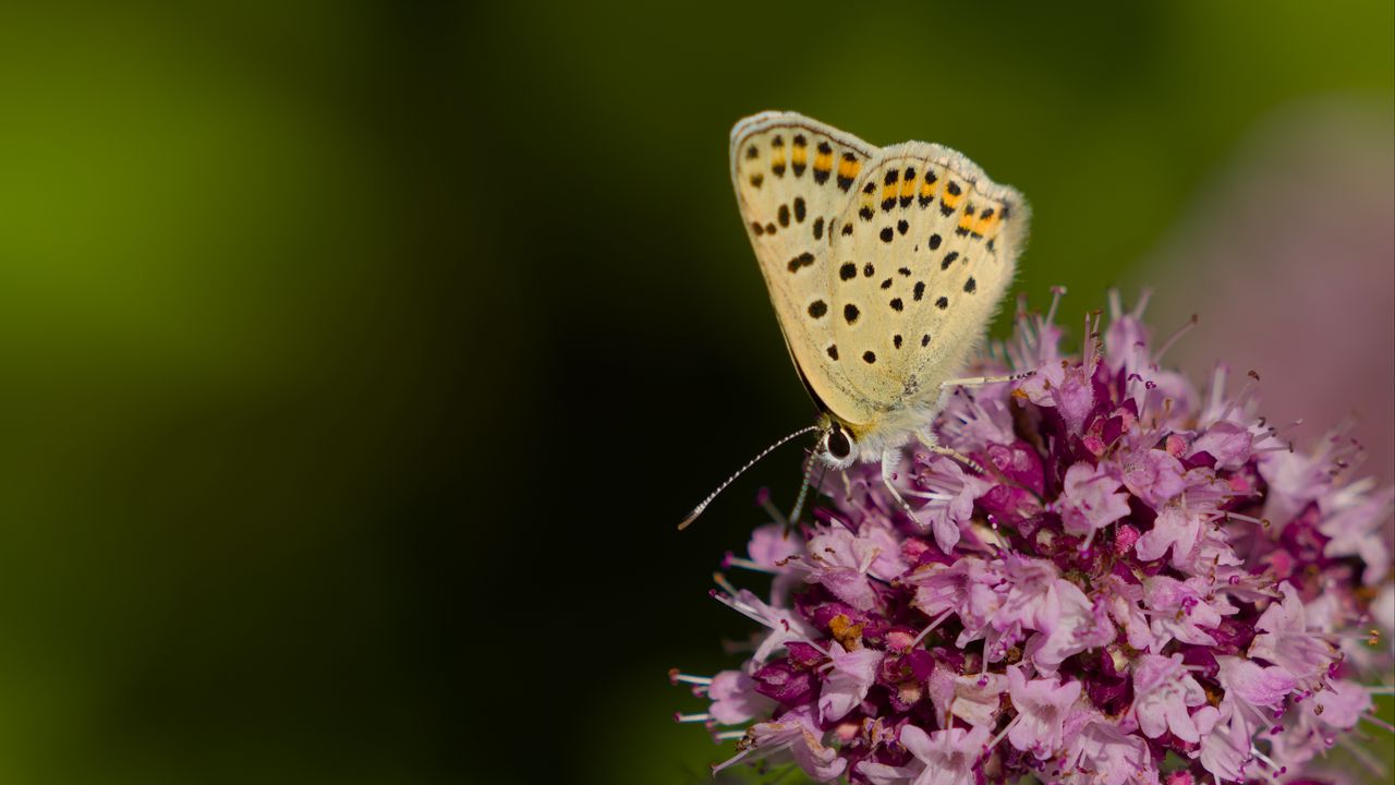 Wallpaper butterfly, flowers, petals, macro, pink
