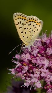 Preview wallpaper butterfly, flowers, petals, macro, pink