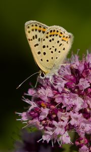 Preview wallpaper butterfly, flowers, petals, macro, pink