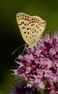 Preview wallpaper butterfly, flowers, petals, macro, pink