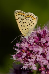 Preview wallpaper butterfly, flowers, petals, macro, pink