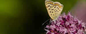Preview wallpaper butterfly, flowers, petals, macro, pink
