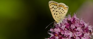 Preview wallpaper butterfly, flowers, petals, macro, pink